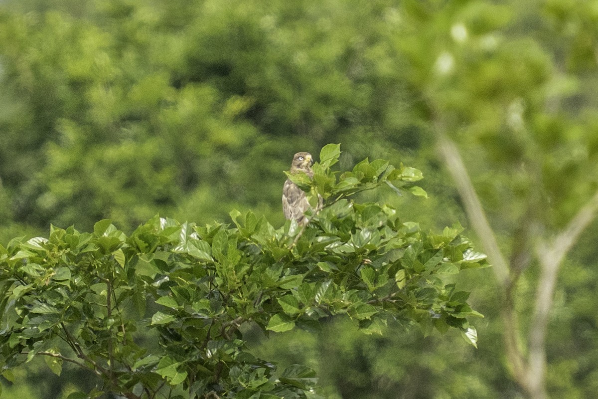 White-eyed Buzzard - ML637926873