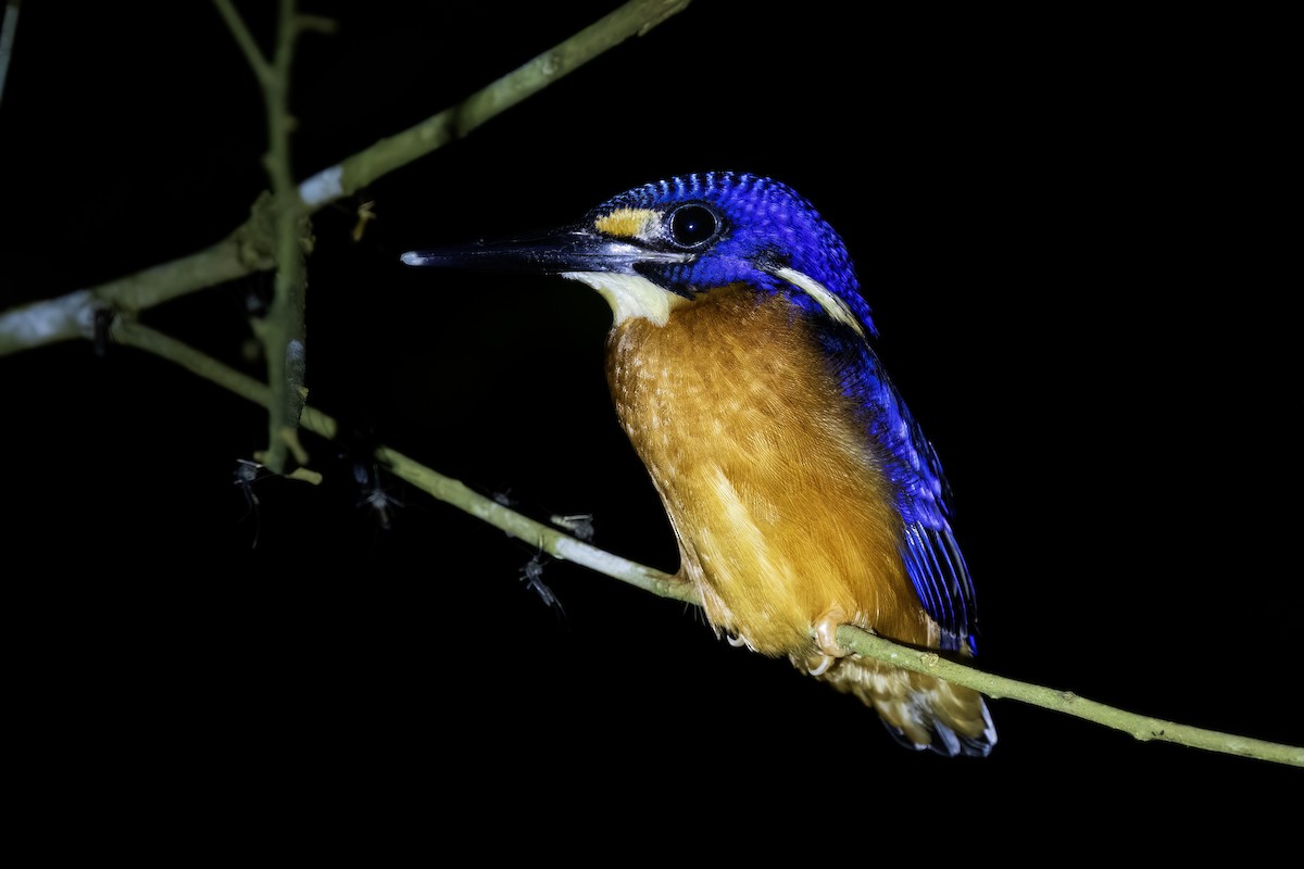 Blue-eared Kingfisher - ML637926932