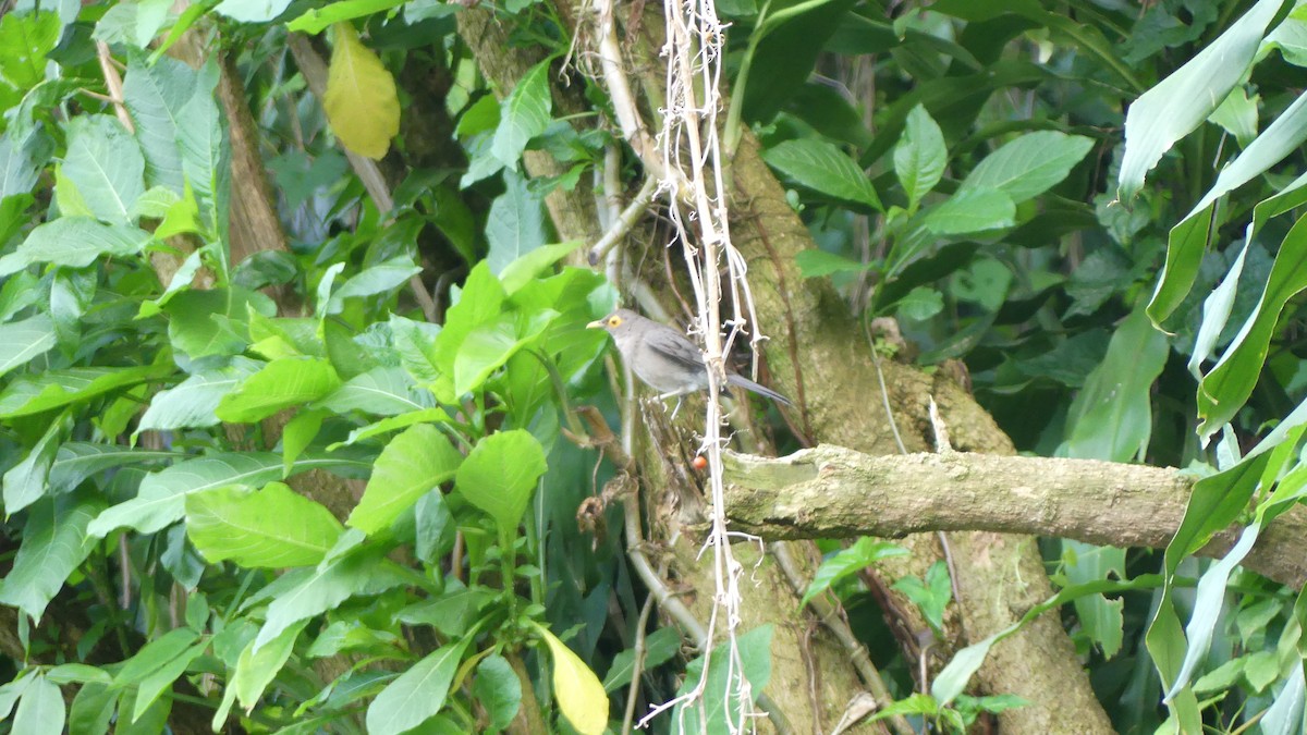 Spectacled Thrush - ML637926945