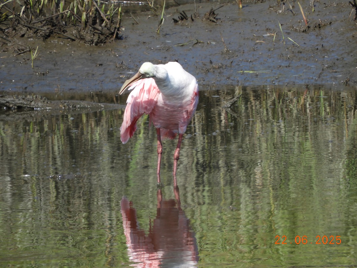 kolpík růžový - ML637926970