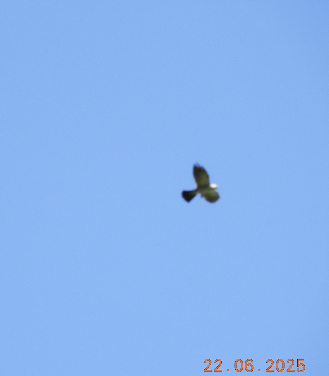 iktinie mississippská - ML637926987