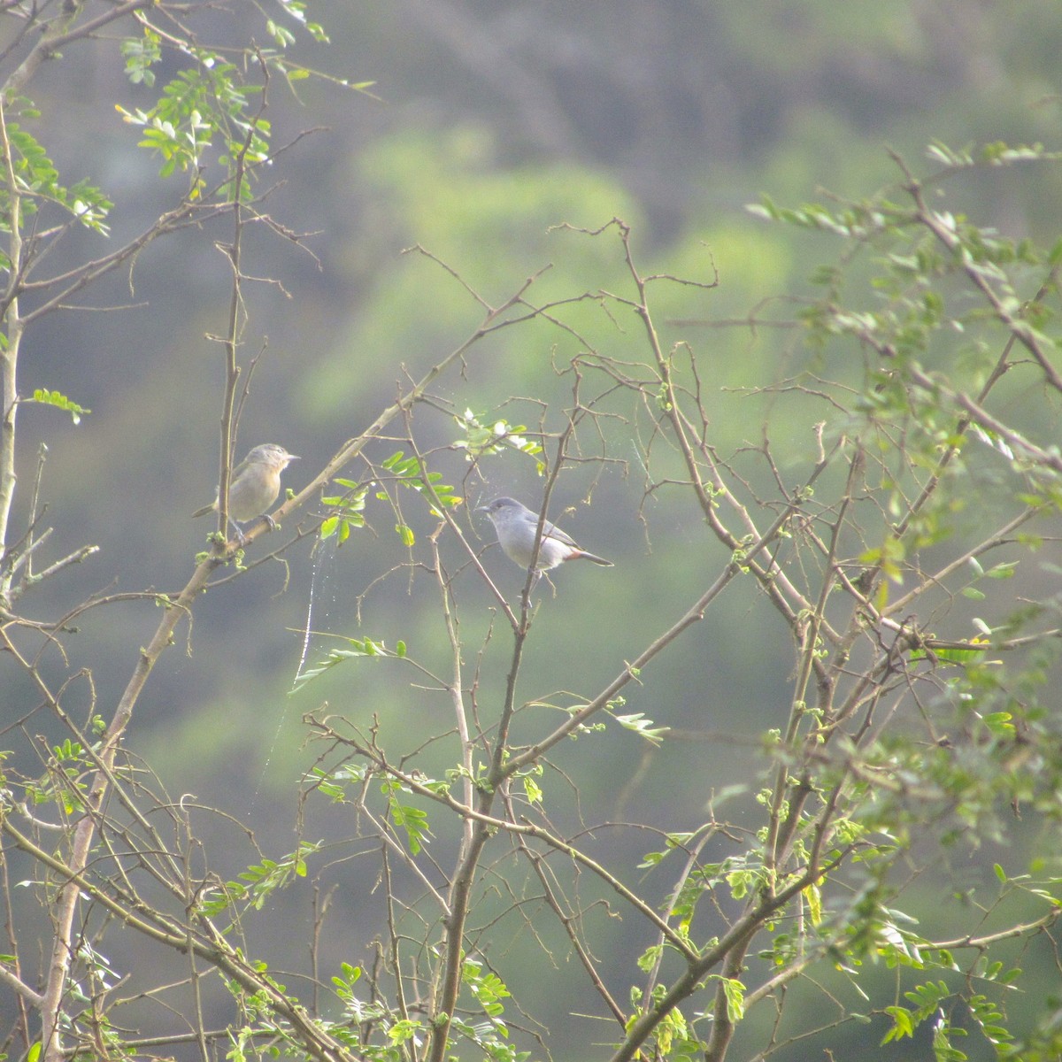 Chestnut-vented Conebill - ML637926996