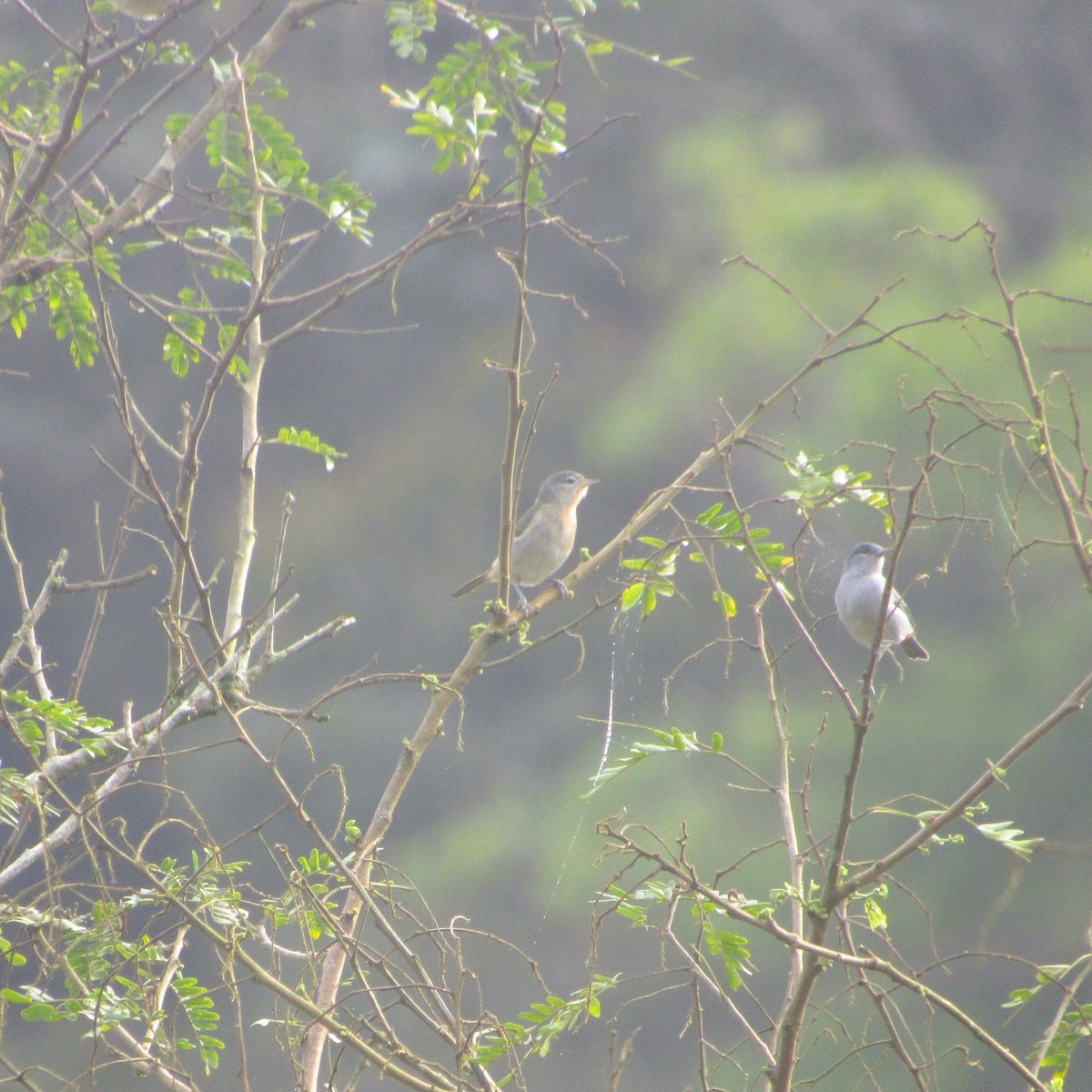 Chestnut-vented Conebill - ML637926997