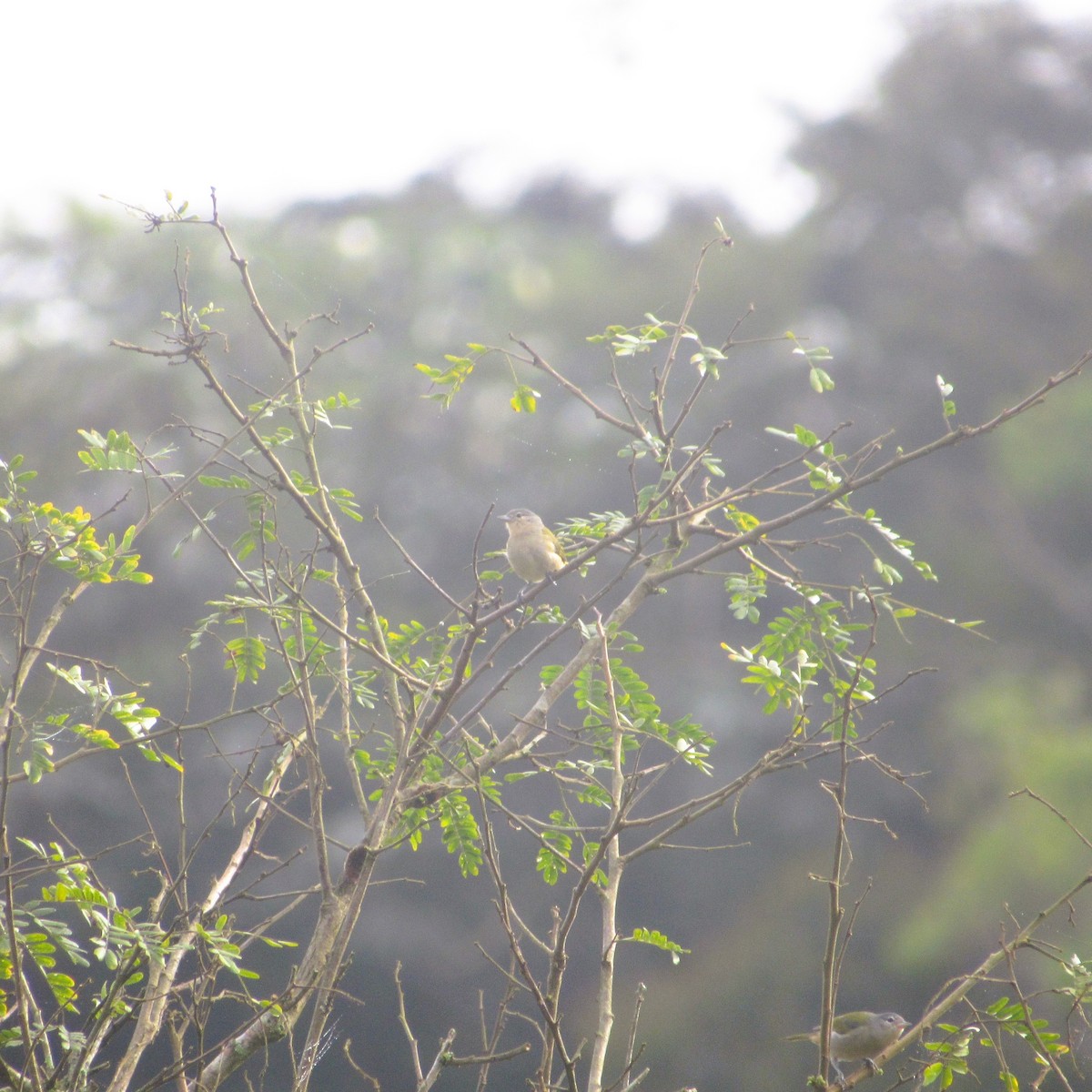 Chestnut-vented Conebill - ML637926998
