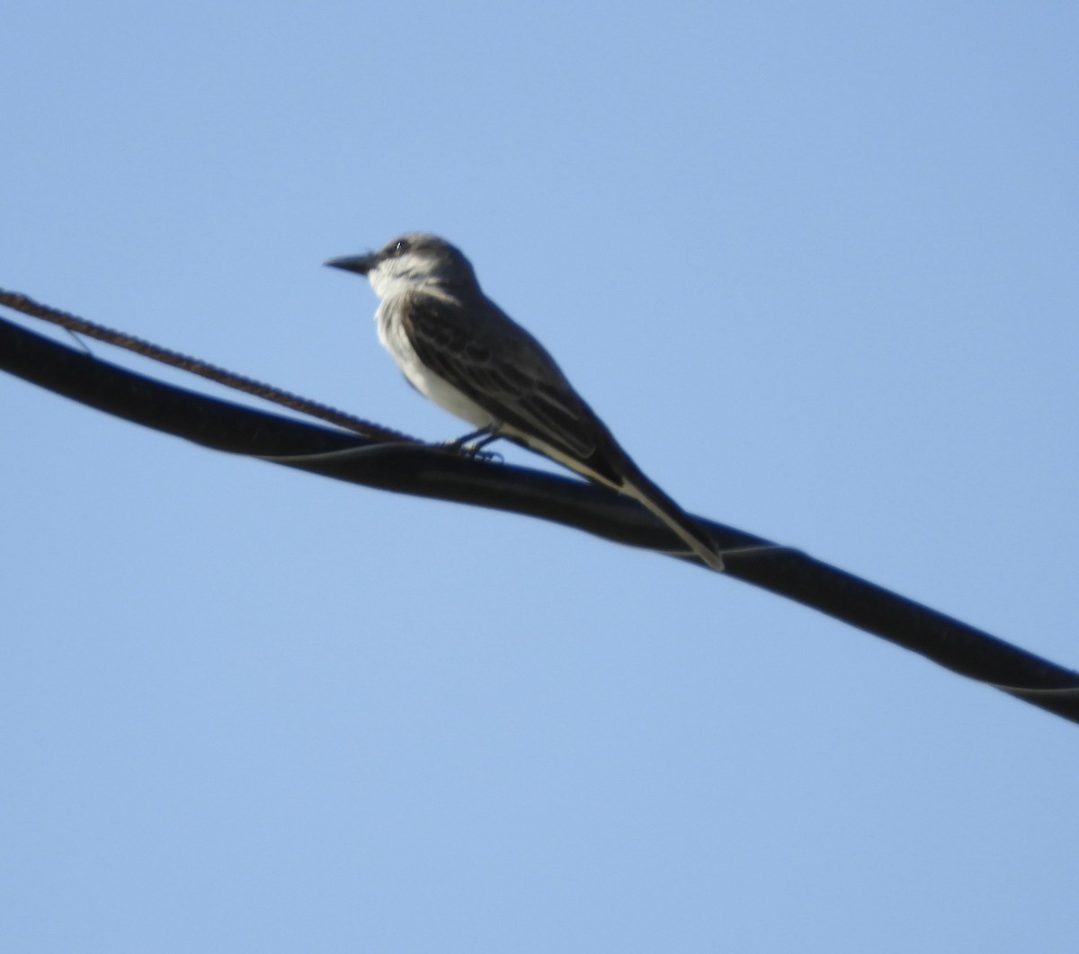 Gray Kingbird - ML637927005