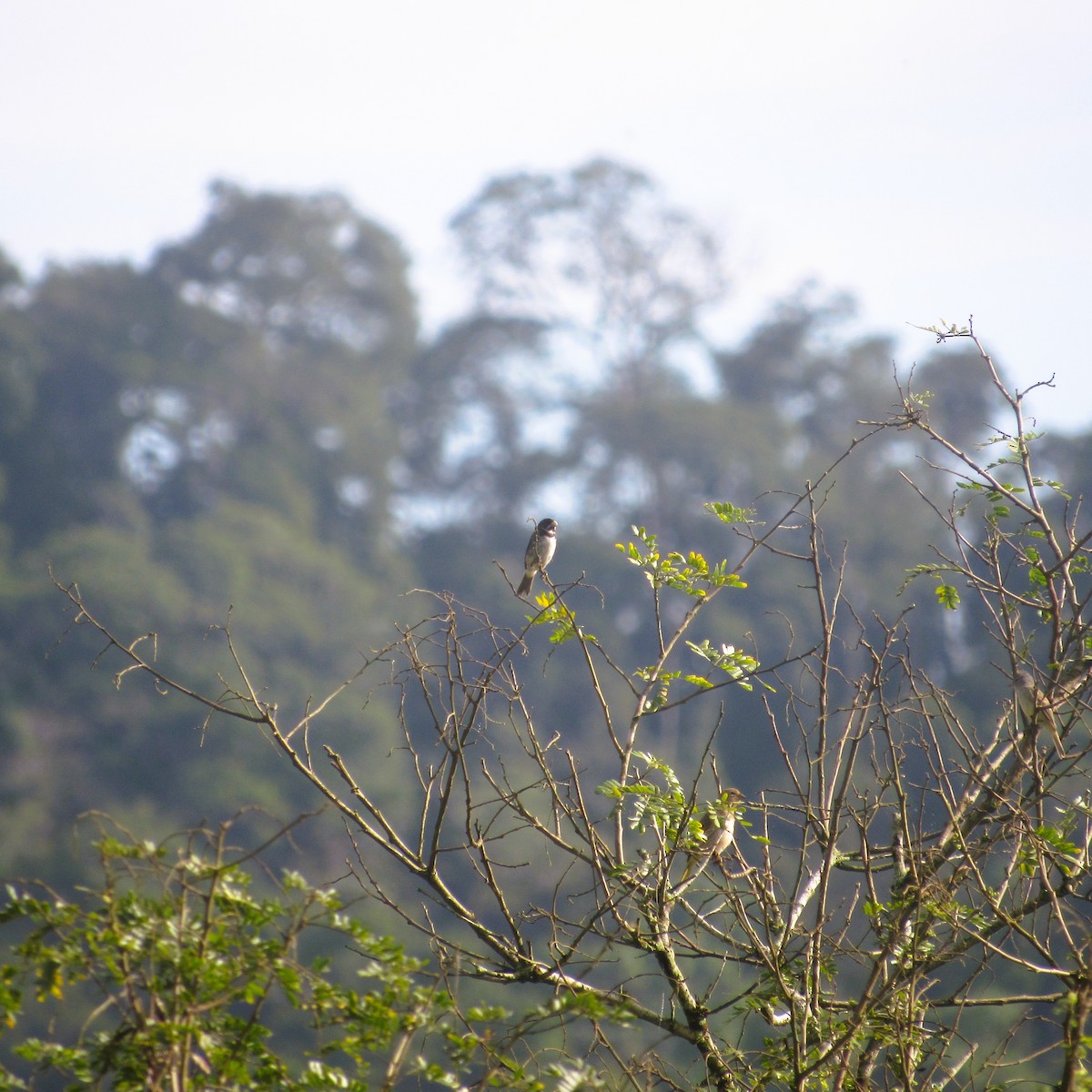 Double-collared Seedeater - ML637927021
