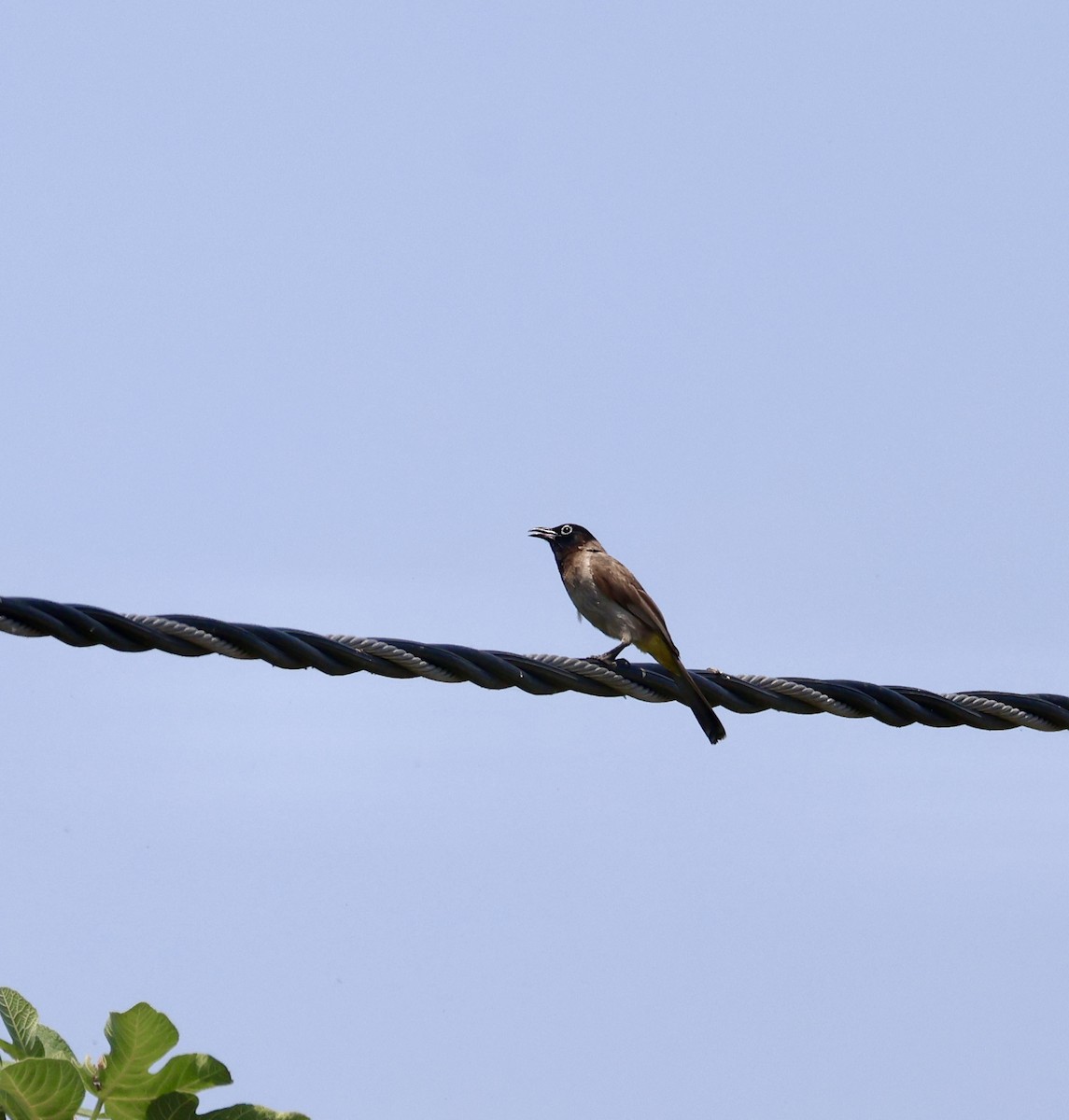 bulbul arabský - ML637927022