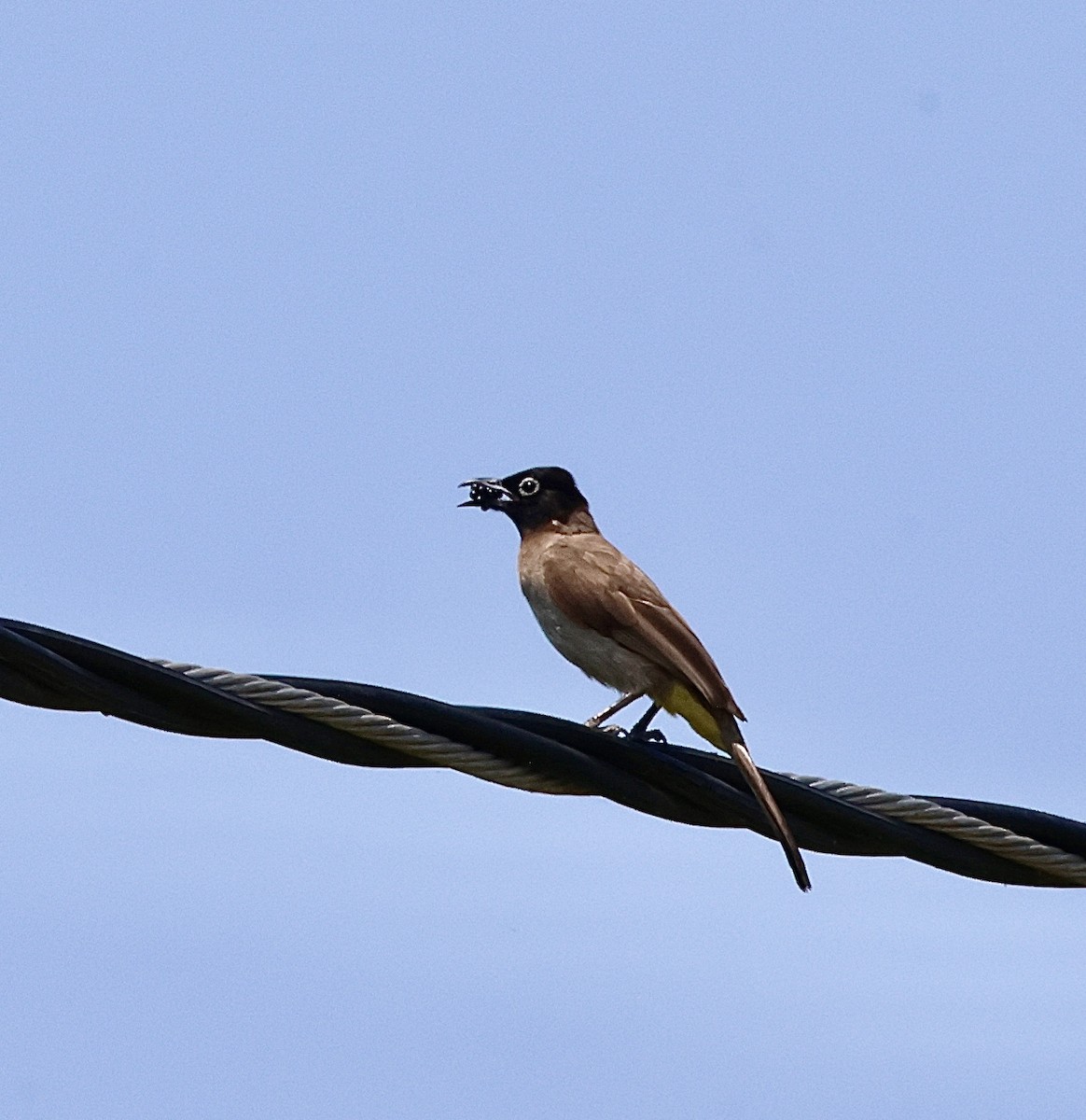 bulbul arabský - ML637927023