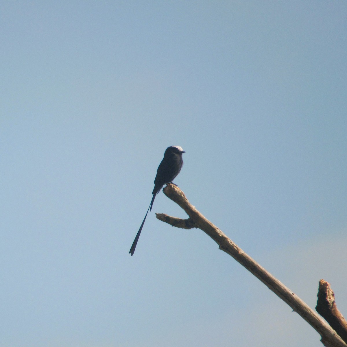 Long-tailed Tyrant - ML637927033