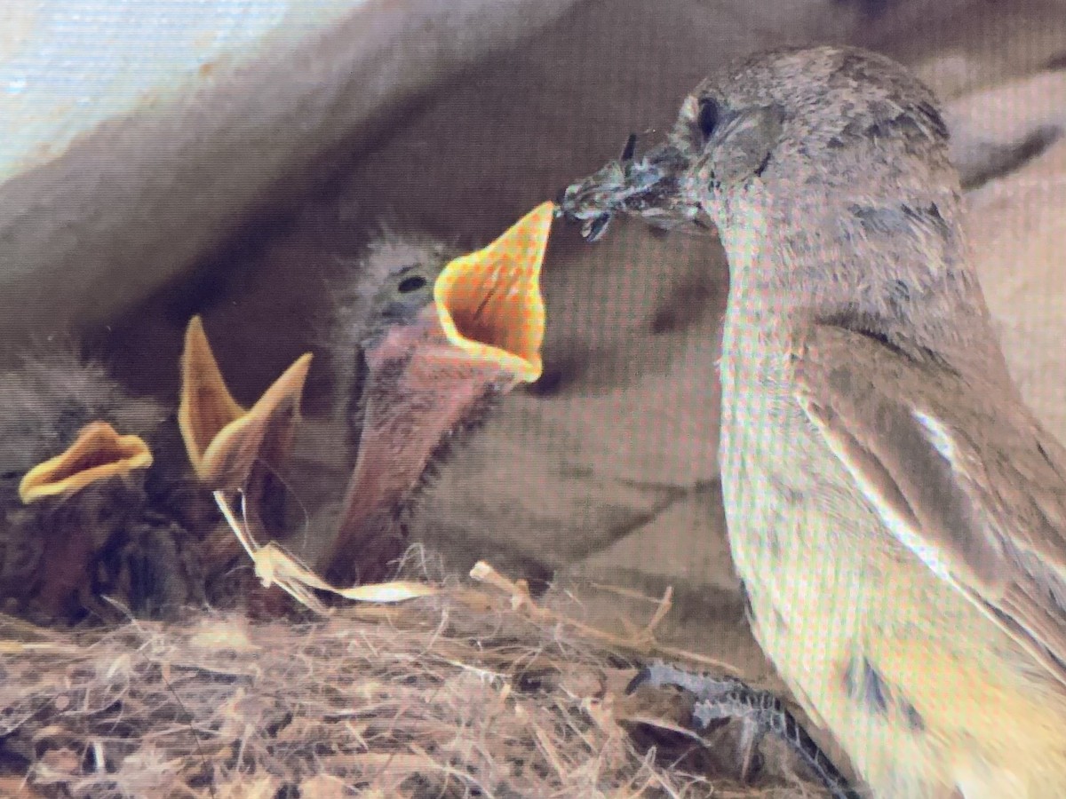 Say's Phoebe - ML637927107