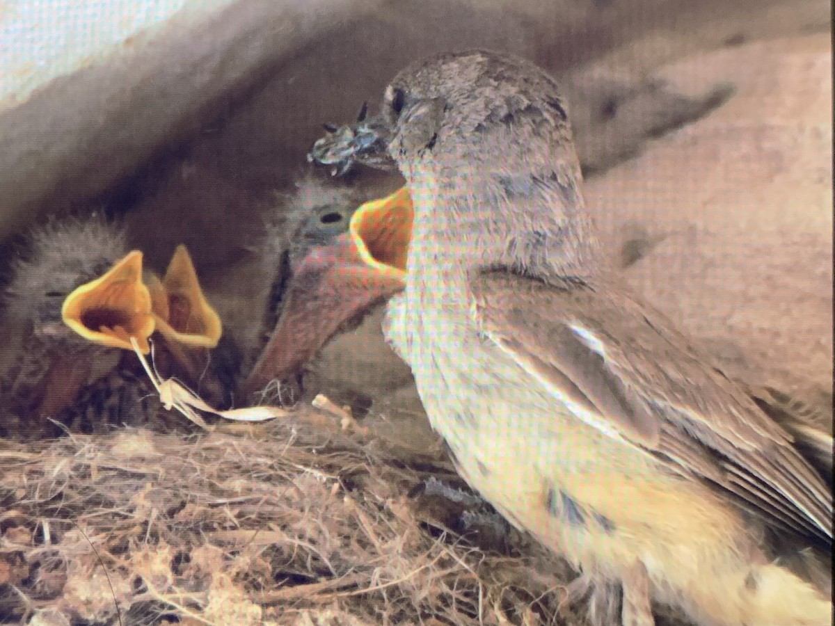 Say's Phoebe - ML637927108