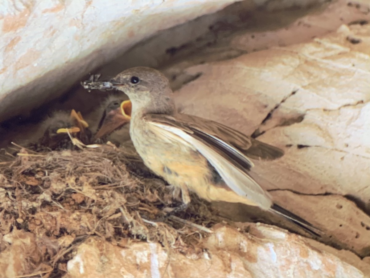 Say's Phoebe - ML637927109