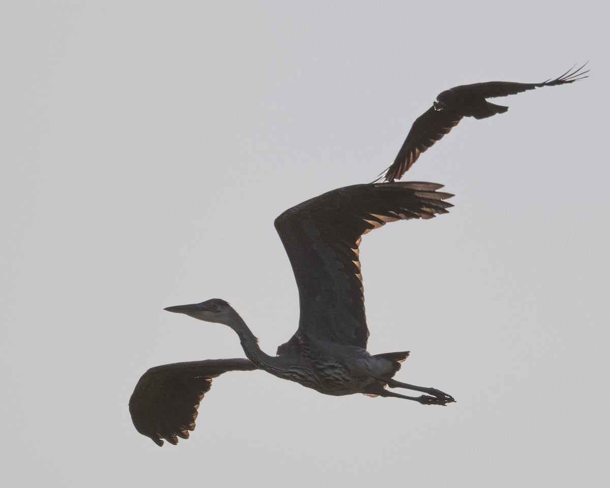 Great Blue Heron - ML637927113