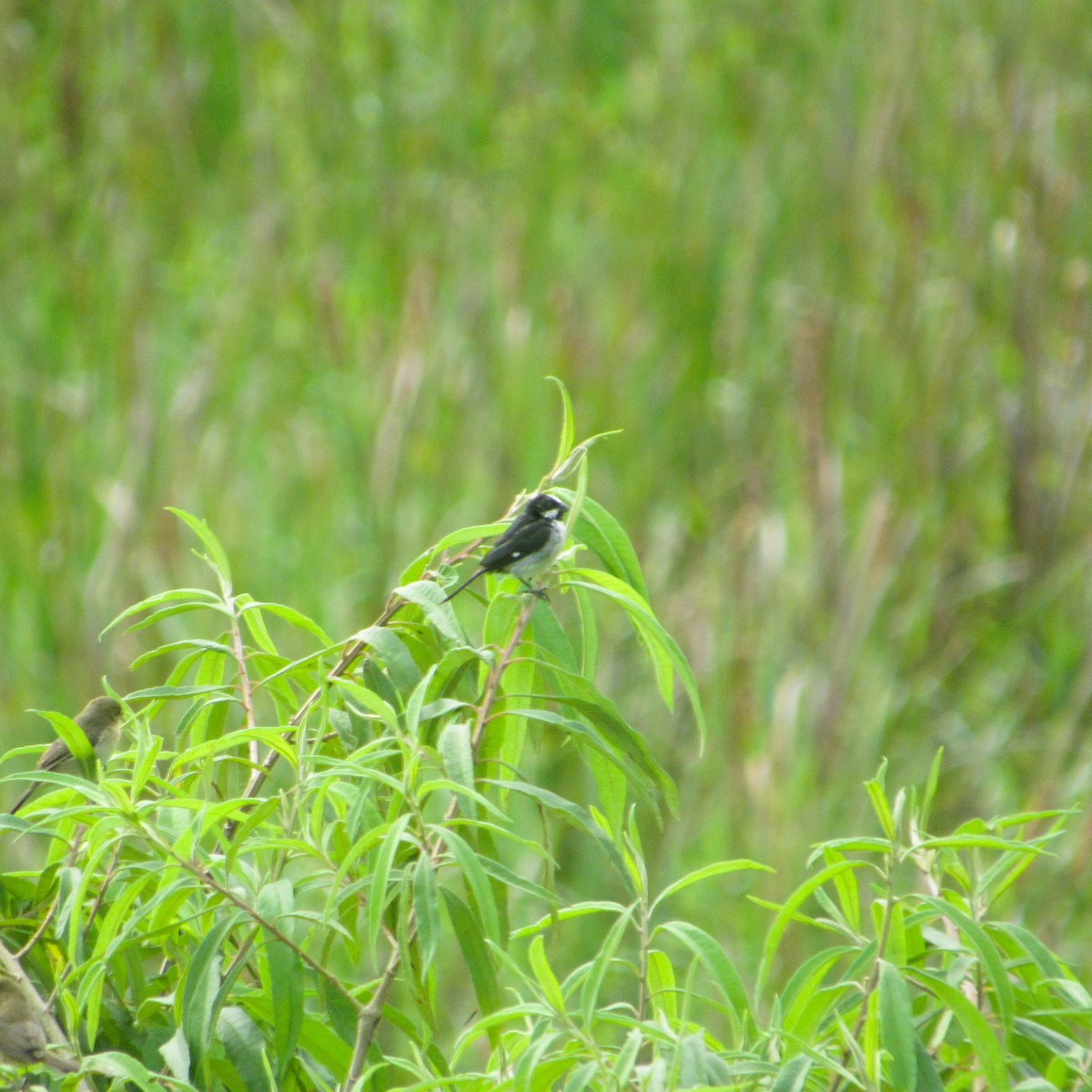 Lined Seedeater - ML637927114