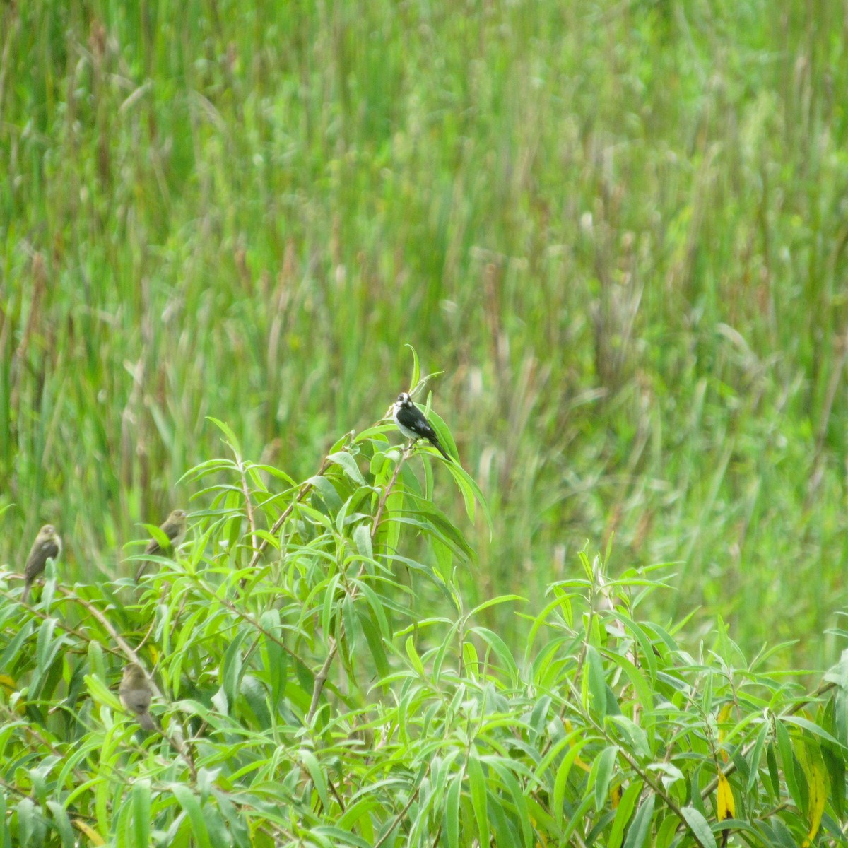 Lined Seedeater - ML637927116