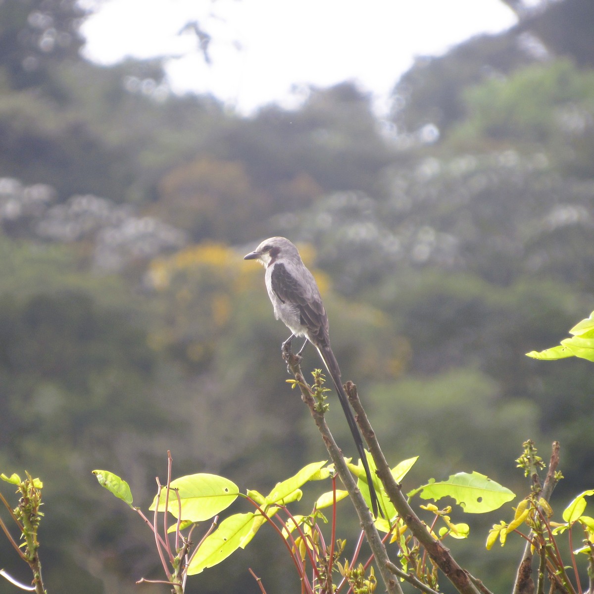 Streamer-tailed Tyrant - ML637927151
