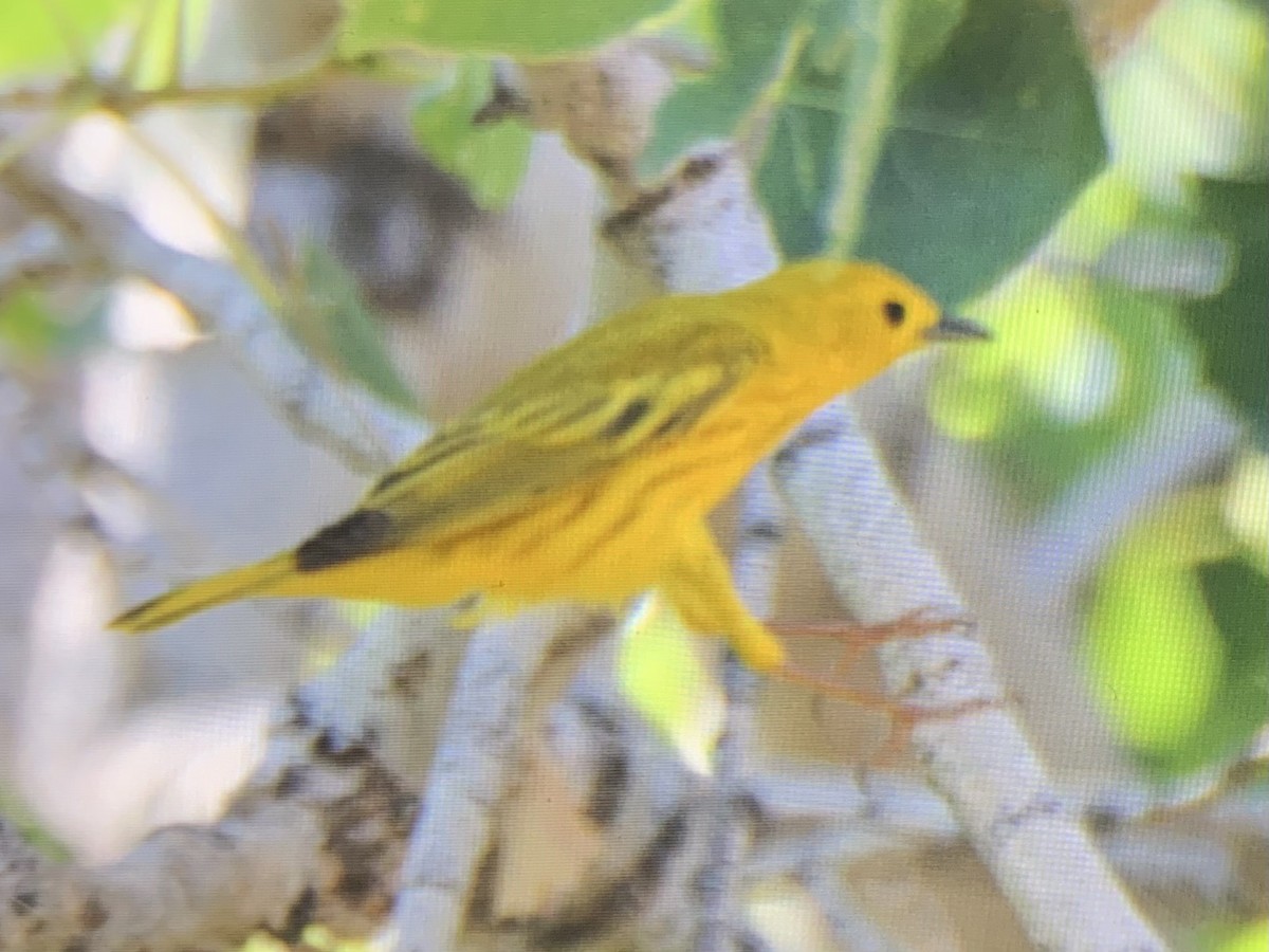 Northern Yellow Warbler - ML637927169