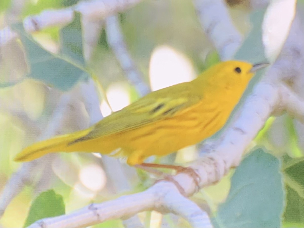 Northern Yellow Warbler - ML637927170
