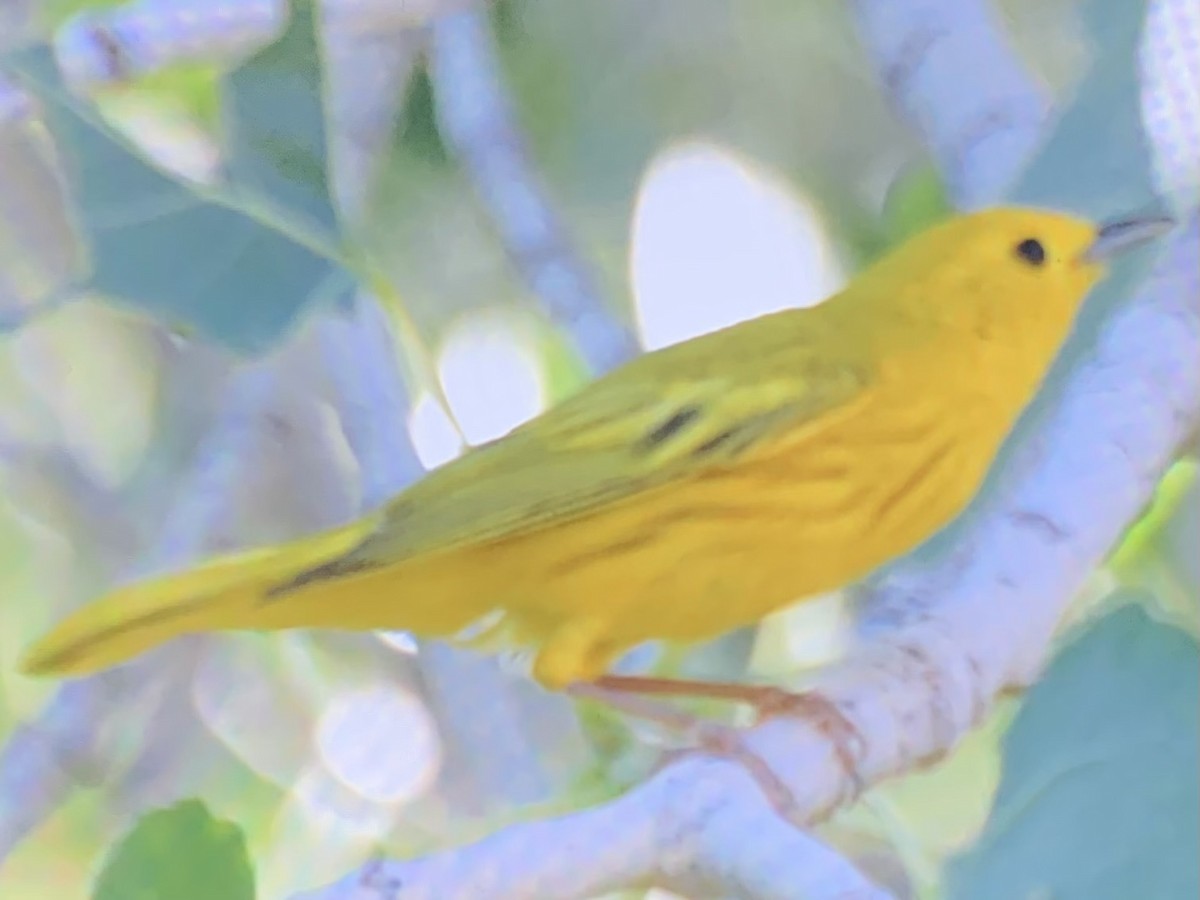 Northern Yellow Warbler - ML637927171