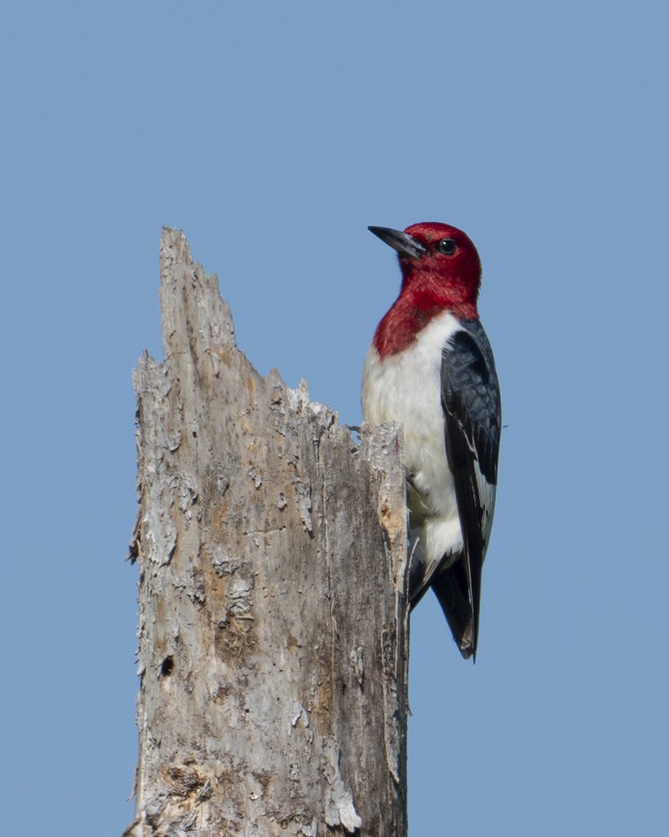 Red-headed Woodpecker - ML637927209