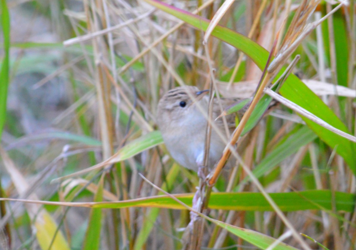 Grass Wren - ML637927217
