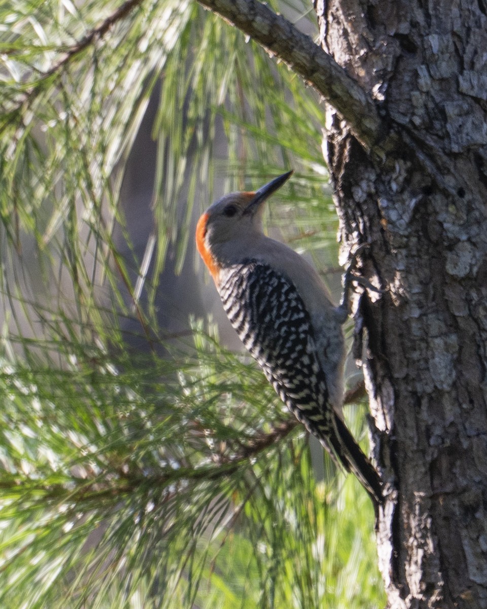 Red-bellied Woodpecker - ML637927225