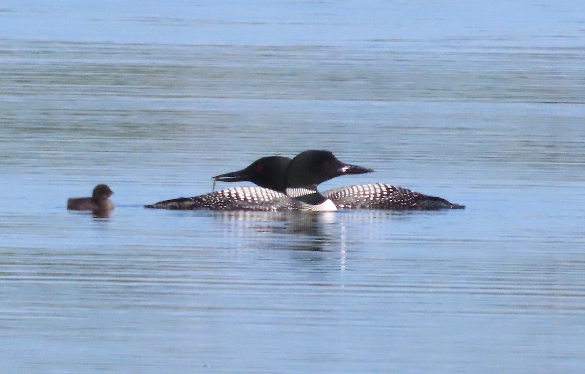 Common Loon - ML637927286