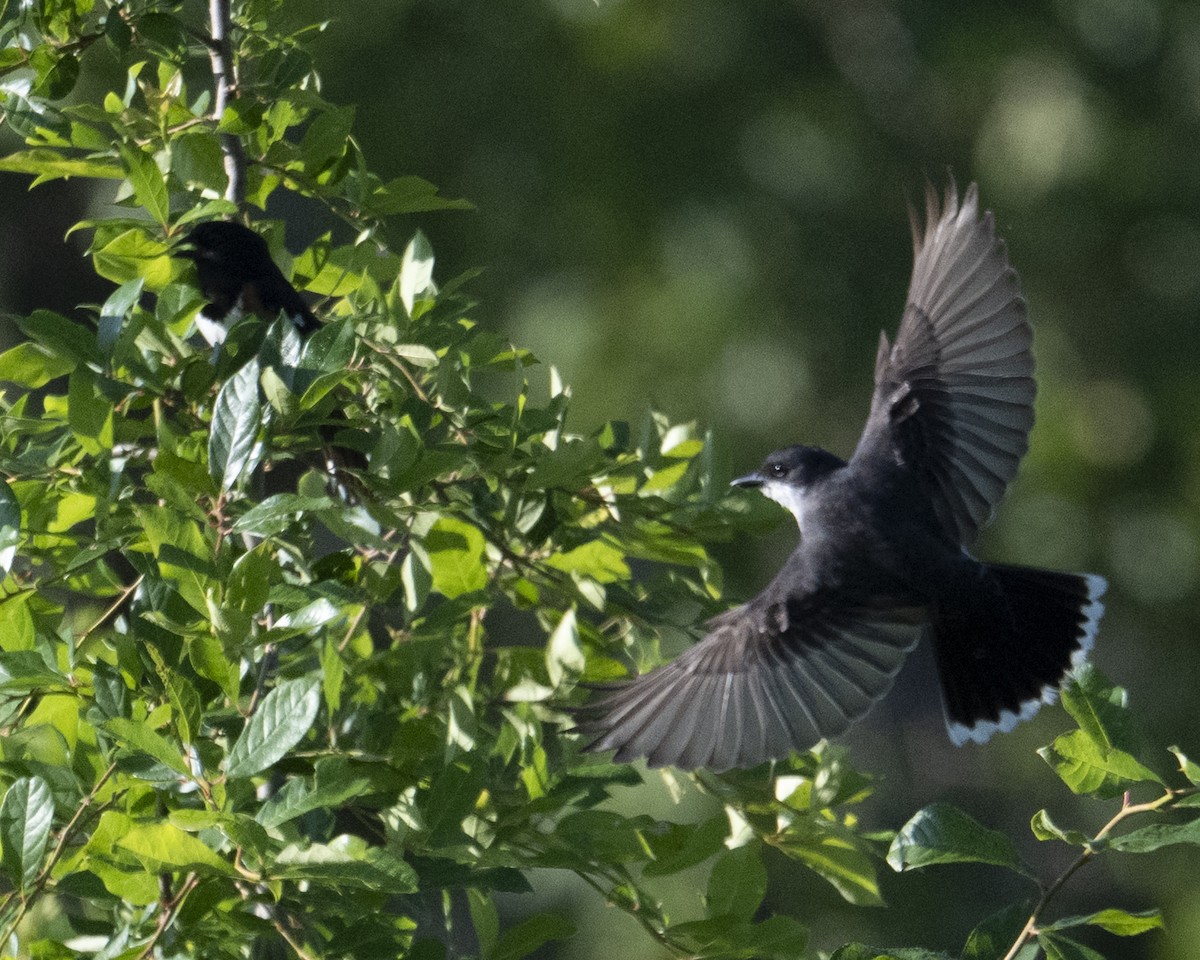 Eastern Kingbird - ML637927292