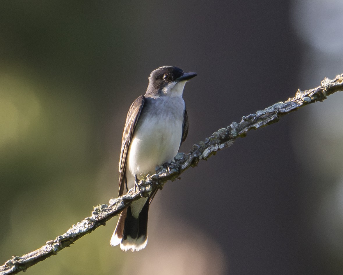 Eastern Kingbird - ML637927293