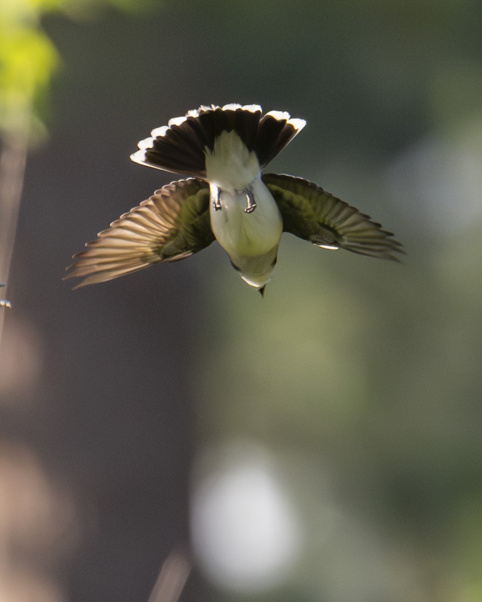 Eastern Kingbird - ML637927294