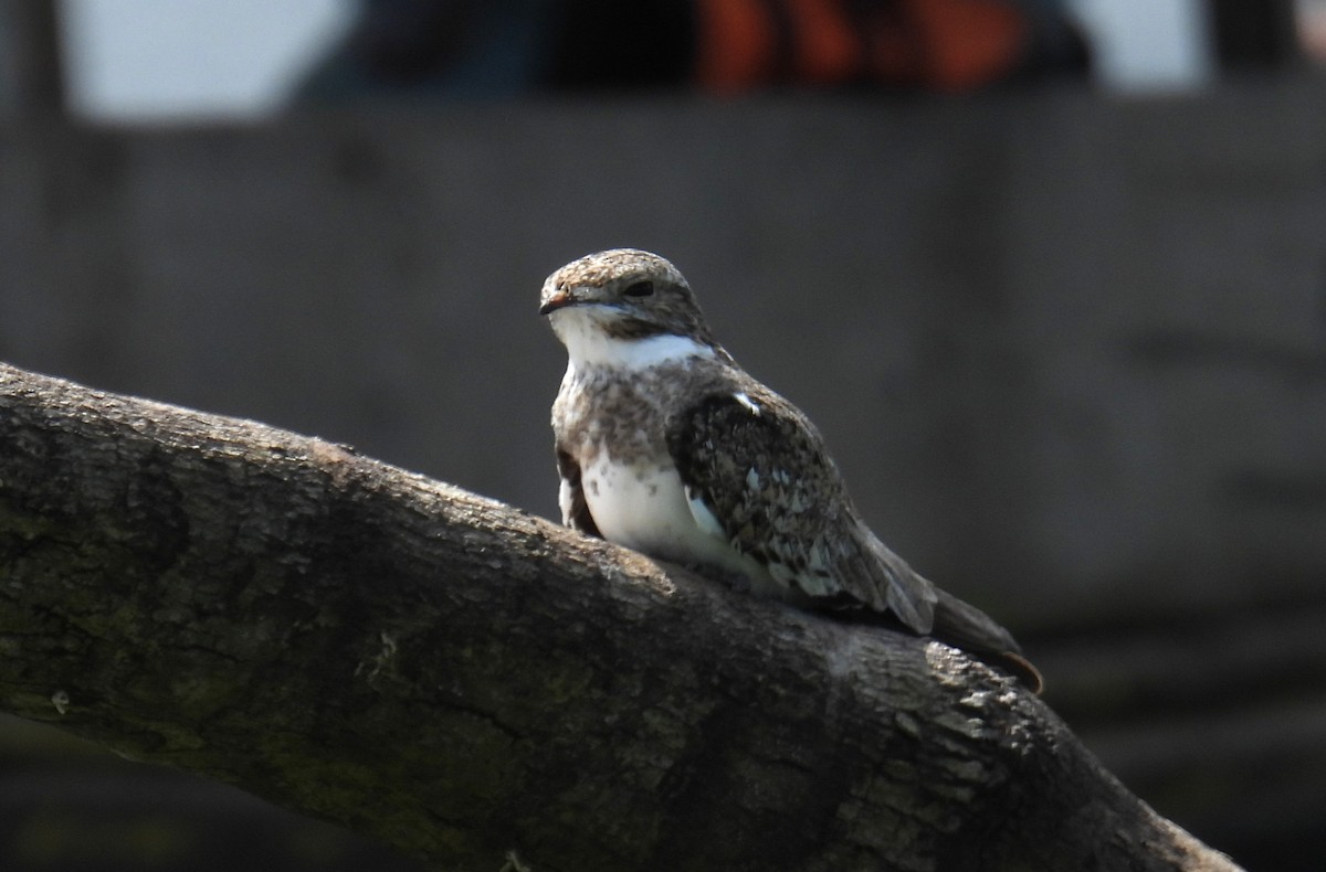 Sand-colored Nighthawk - ML637927316
