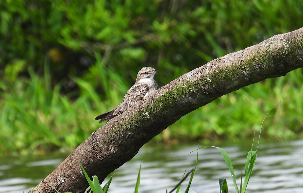 Sand-colored Nighthawk - ML637927317