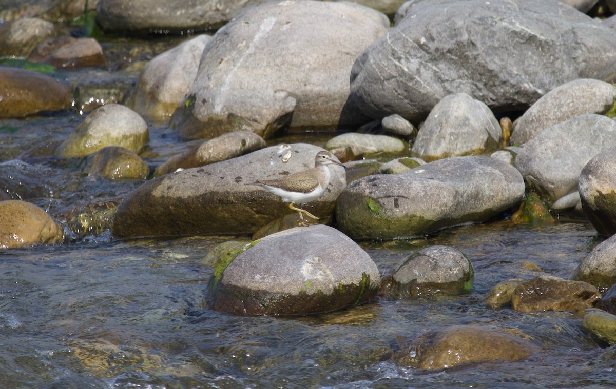 Common Sandpiper - ML637927319