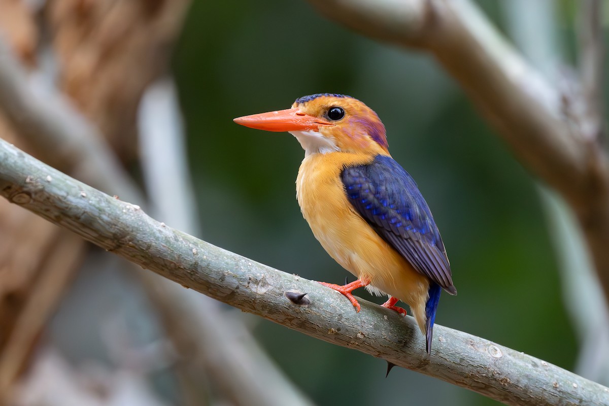 African Pygmy Kingfisher - ML637927324