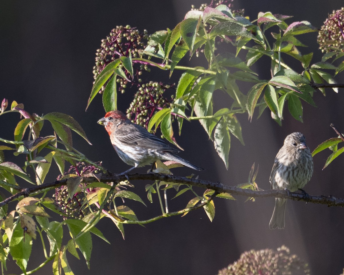 House Finch - ML637927356