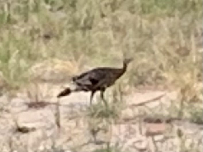 Wild Turkey - ML637927364