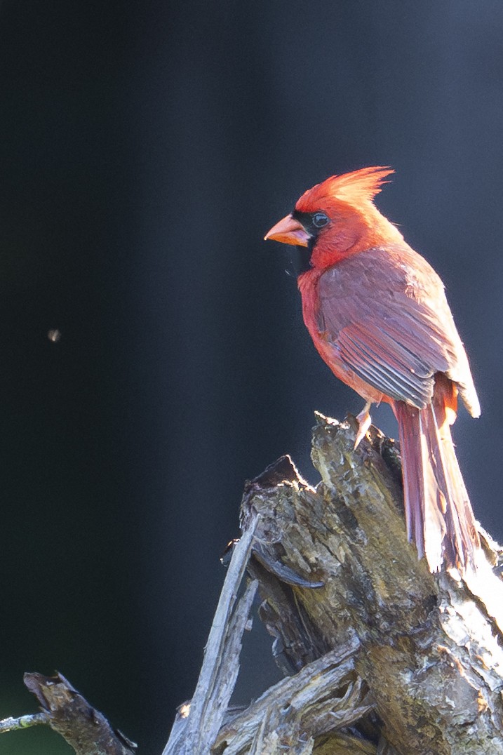 Northern Cardinal - ML637927391