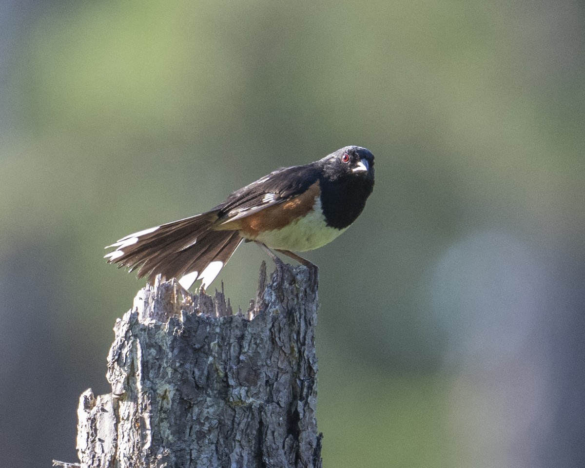 Eastern Towhee - ML637927406