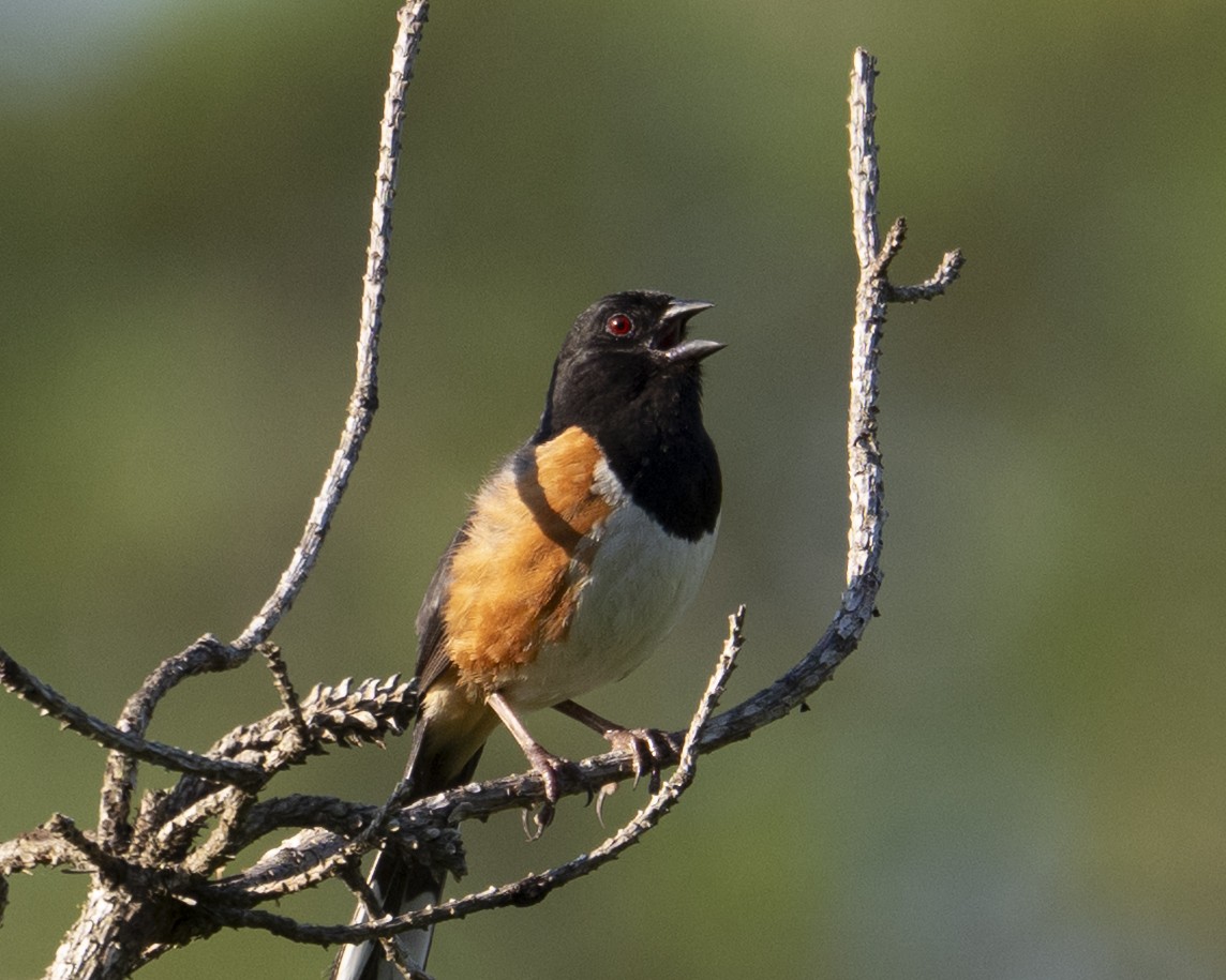 Eastern Towhee - ML637927419