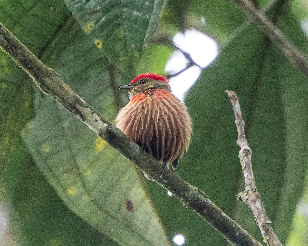 Striolated Manakin - ML637927513