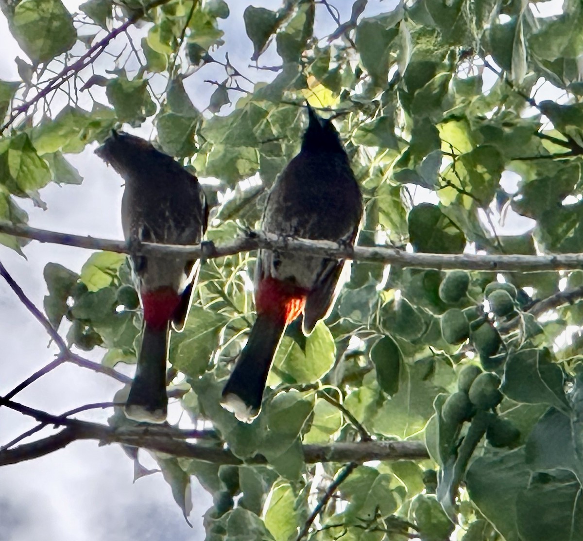 Red-vented Bulbul - ML637927567