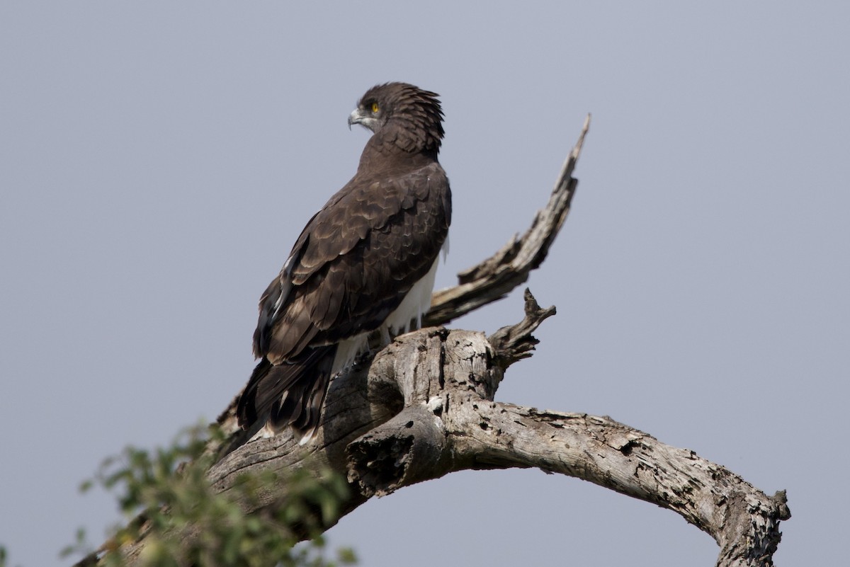 Black-chested Snake-Eagle - ML637927621