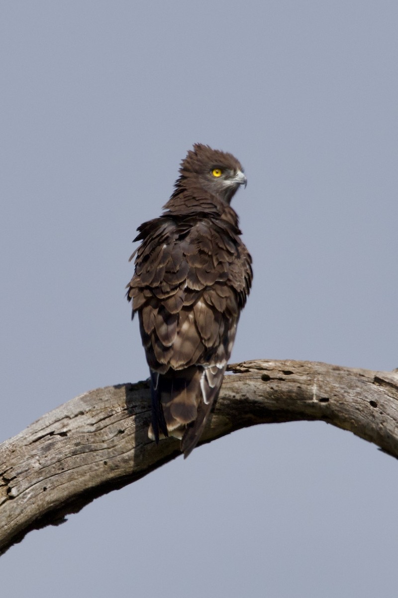 Black-chested Snake-Eagle - ML637927640