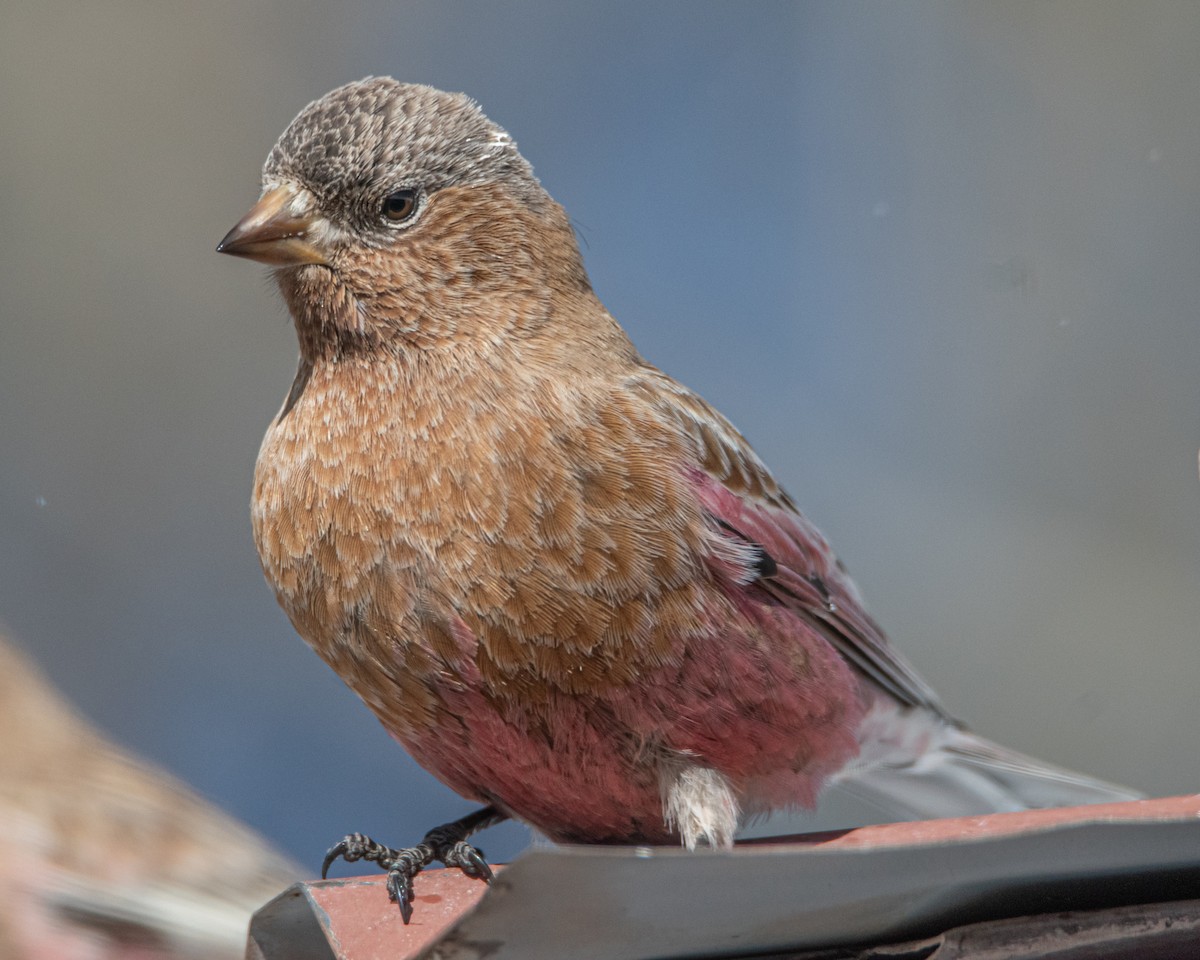 Brown-capped Rosy-Finch - ML637927649