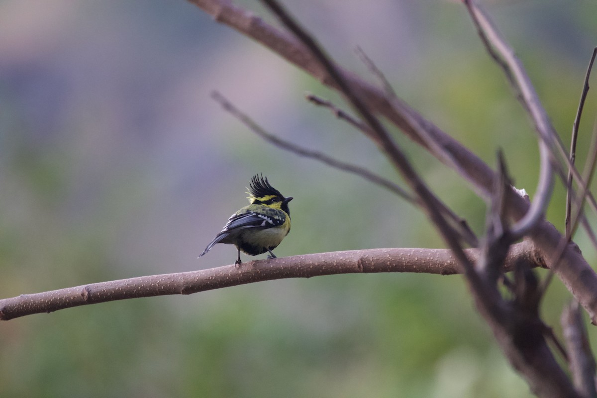 Himalayan Black-lored Tit - ML637927651
