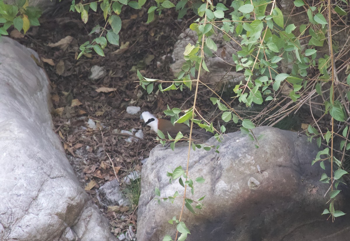 White-crested Laughingthrush - ML637927652