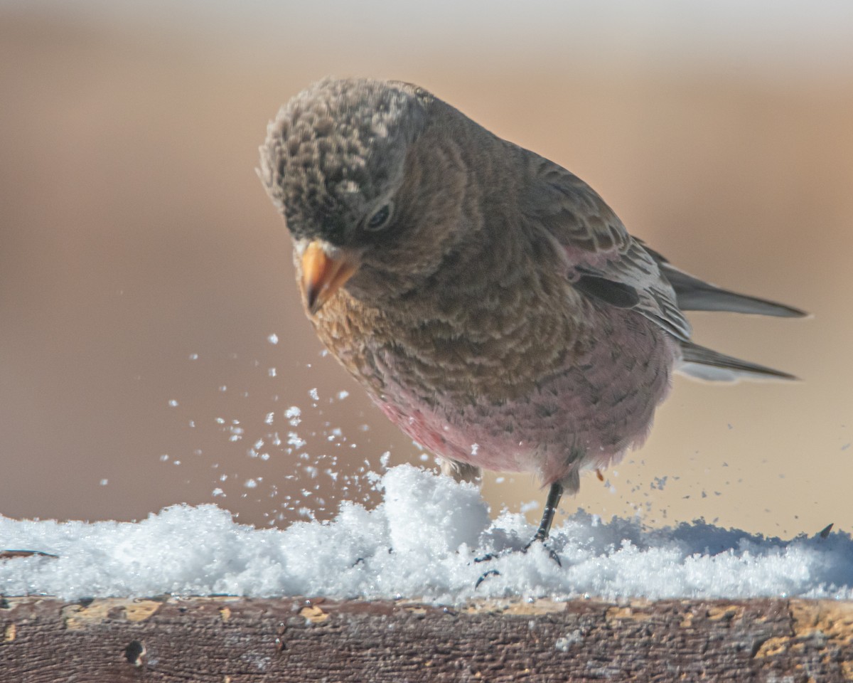 Brown-capped Rosy-Finch - ML637927661