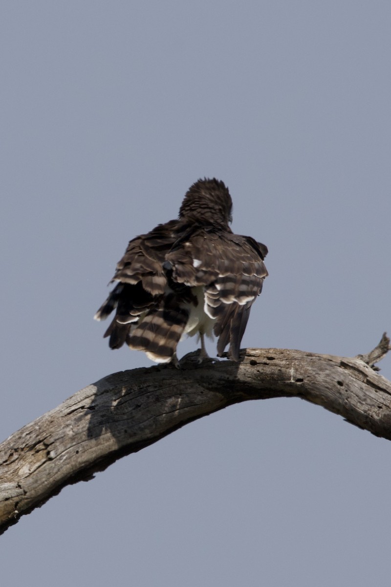 Black-chested Snake-Eagle - ML637927669