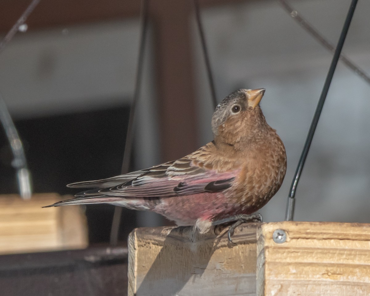 Brown-capped Rosy-Finch - ML637927672