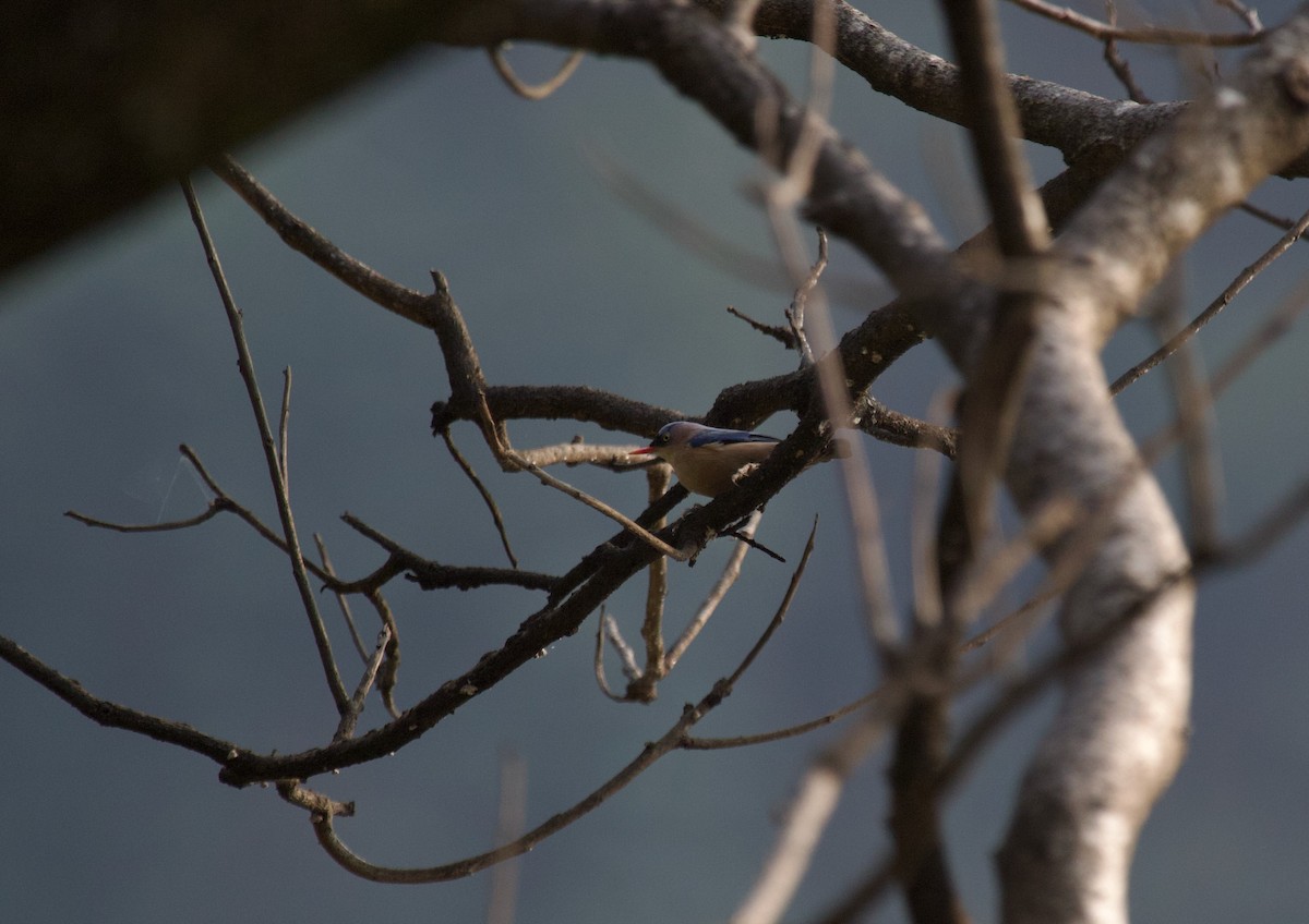 Velvet-fronted Nuthatch - ML637927701